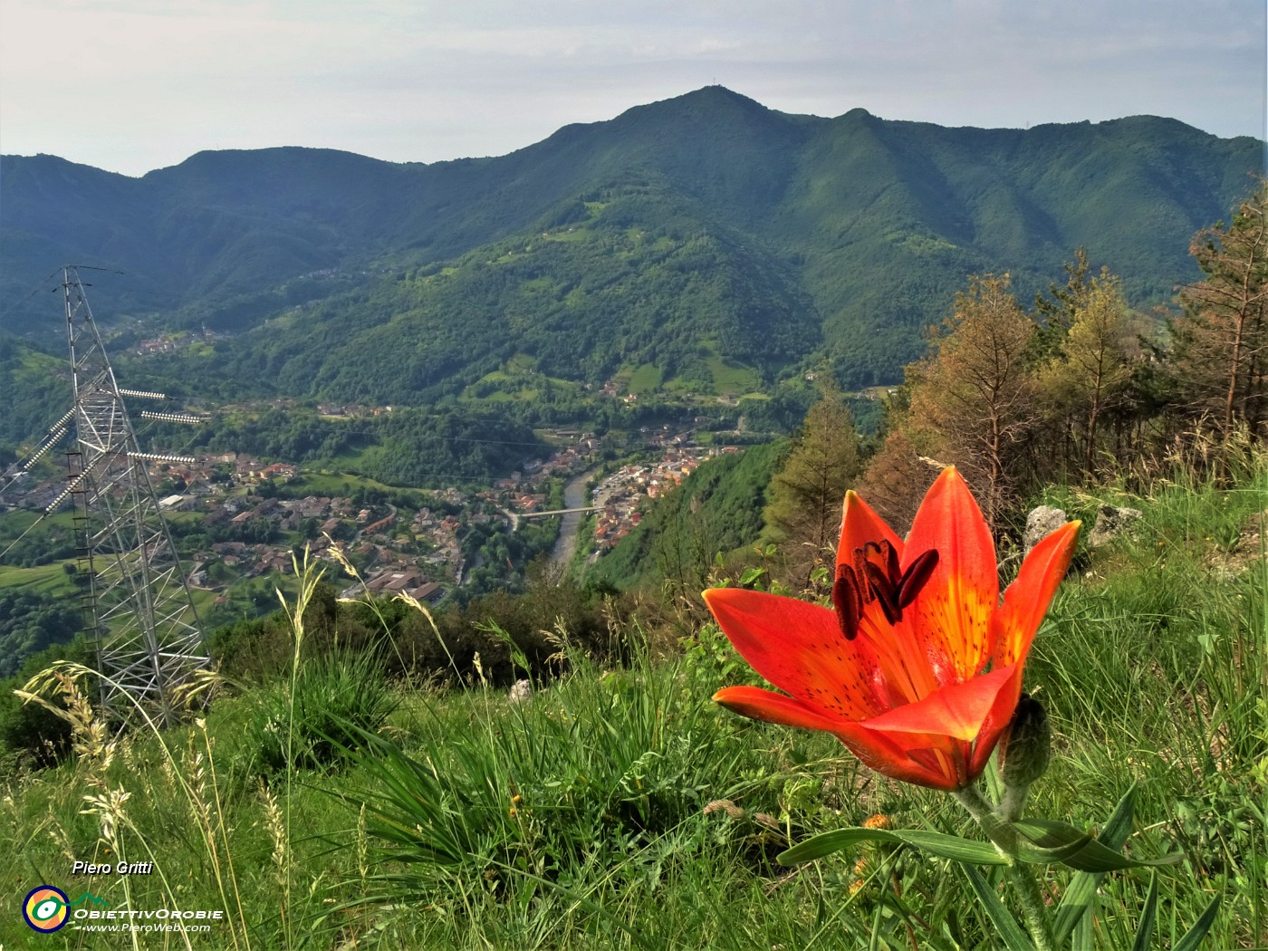 23 Splendido esemplare di Lilium bulbiferum (Giglio rosso- di S. Antonio) con vista su Zogno e il Canto Alto.JPG